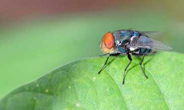 蒼蠅如何防治？